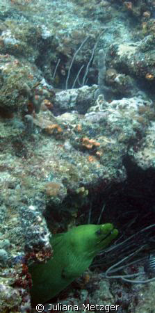 West Palm Beach, FL 
First big blue dive. 

 by Juliana Metzger 